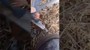 охота с привады на сорок, добыл сороку