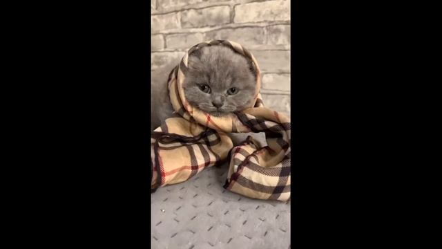 милыекоты#играются смотреть онлайн