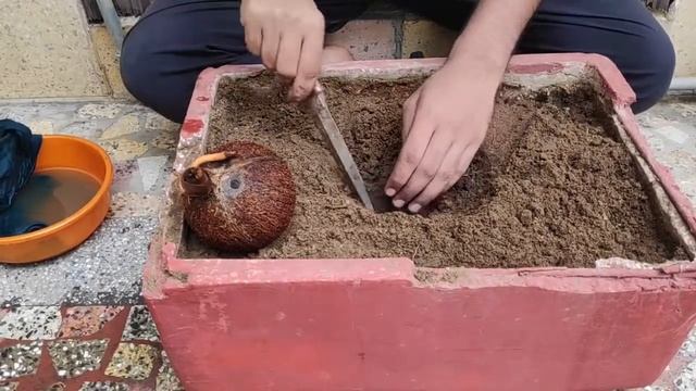 How To Grow Coconut | GardenVillages