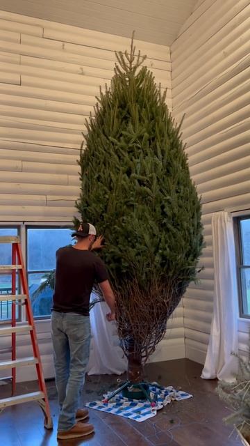 Tree 2023 смотреть онлайн