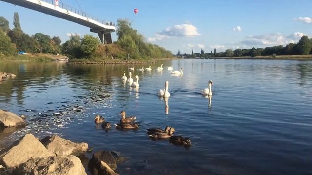 Дневник зайчоныша. 26 августа 2018. Лебеди на Эльбе.