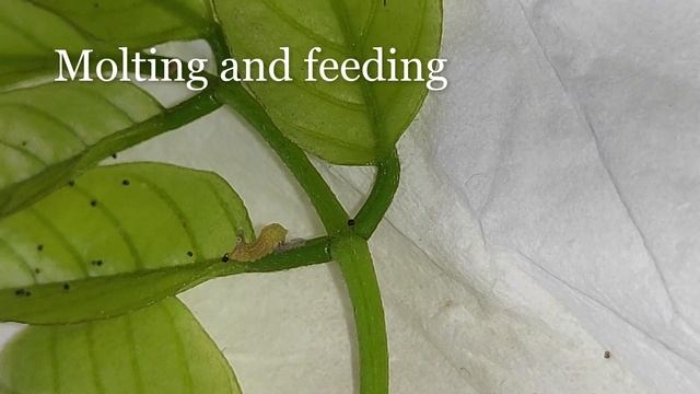 Indian sunbeam butterfly: Early life stages смотреть онлайн