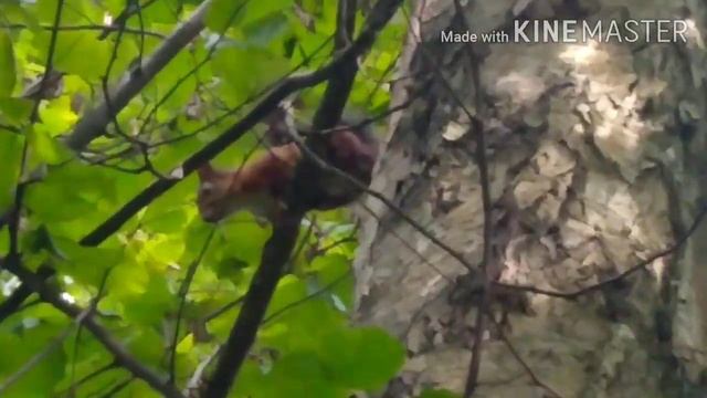 Снова встретил белочку/Пак се запознах с катерица/I met a squirrel again 🐿️ 02.08.2020 смотреть онлайн