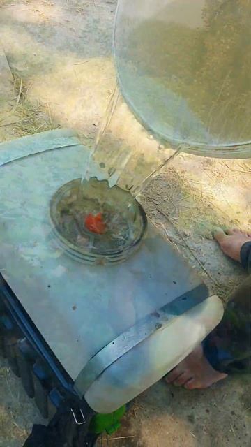 Павловнияга  ГУМИ сепилмок,да