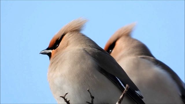 Красивые птицы