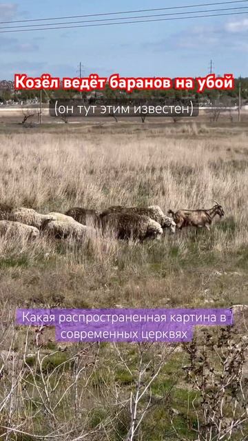 Козёл ведет баранов на убой смотреть онлайн
