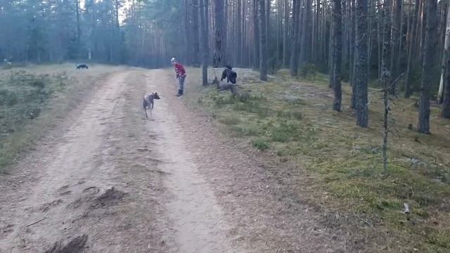 Прогулка в лесу. смотреть онлайн