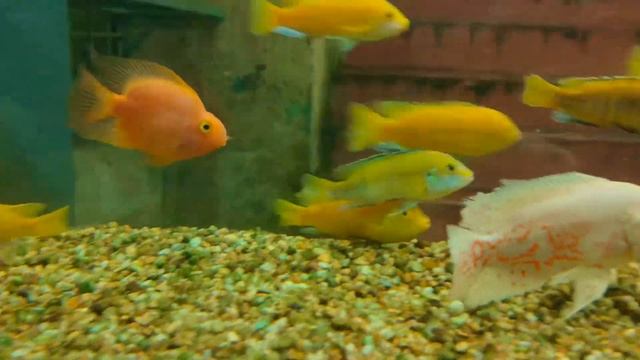 Electric blue mbuna & yellow mbuna cichlids смотреть онлайн