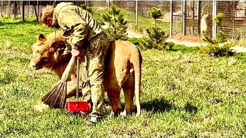 СМЕХ, КОНЦОВКА просто УБИЛА! Молодые львы окружили вожака Чука и захотели ПОМЕНЯТЬ ВОЖАКА!! смотреть онлайн