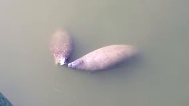 Manatees at the TECO Power Plant in Florida смотреть онлайн