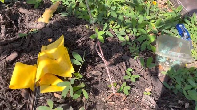 Staking Mango Tree to Control Height смотреть онлайн