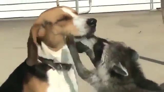 Что нужно щенку для удовольствия , конечно МОЛОЧКО. смотреть онлайн