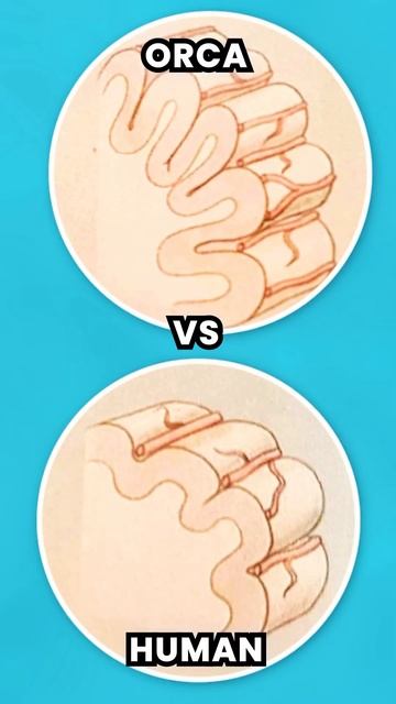 Orcas have BIGGER brains than humans #shorts смотреть онлайн