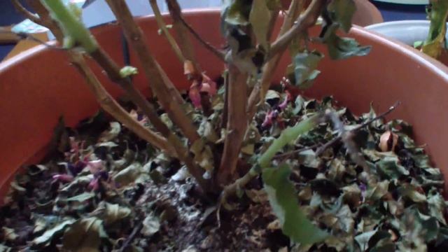 Physalis Stecklinge, Ananas Und Banane / DiY