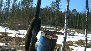 Медведь акробат 1