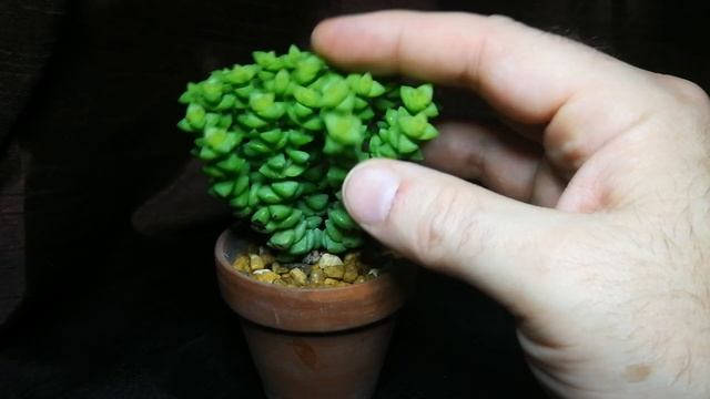 Crassula Tom Thumb