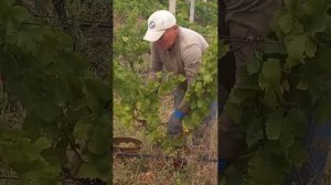 Херсон. Уборка винограда Мускат Оттонель. Château Kurin.