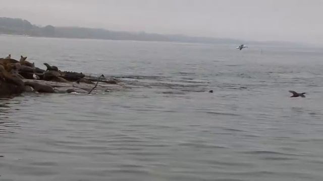 SS Palo Alto смотреть онлайн