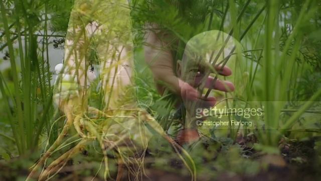 15 LARGEST Fruit and Vegetables смотреть онлайн