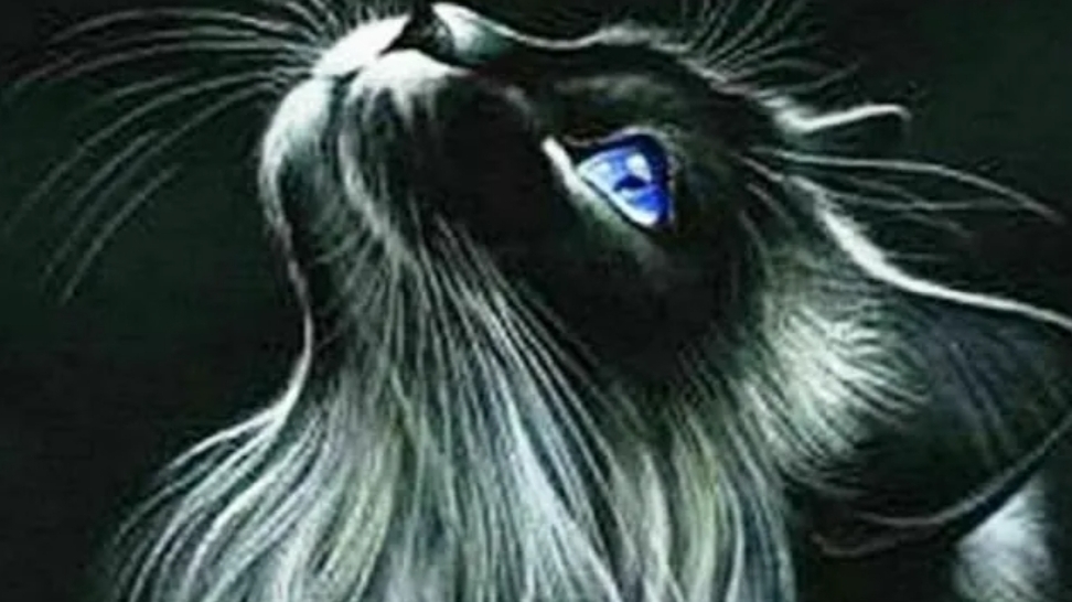 кошка смотреть онлайн