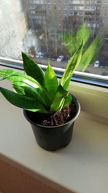 Сансевиерия - элегантное растение для вашего дома