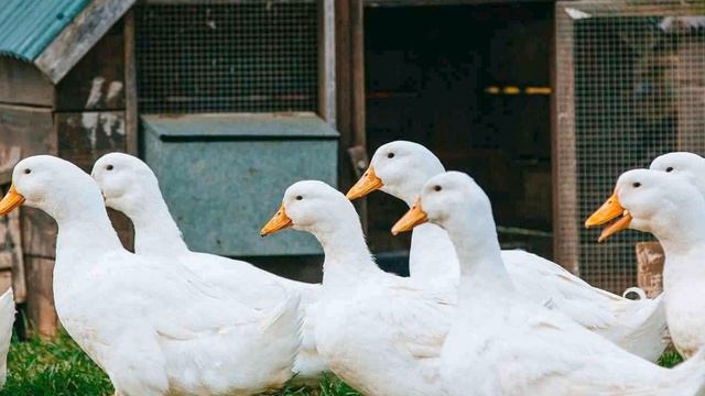 Звуки природы. Расслабляющие звуки утки смотреть онлайн