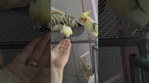 приучение кореллы к рукам ч.2