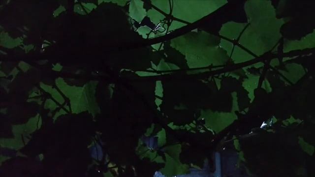 1 Hour Gentle Rain to Sleep Instantly, Help Insomnia, Improve Study, Reduce Stress, ASMR Rain смотреть онлайн