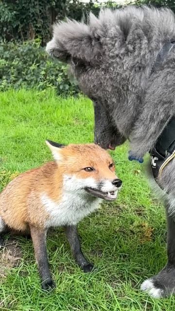 Fox and Wolf make friends *cutest* смотреть онлайн
