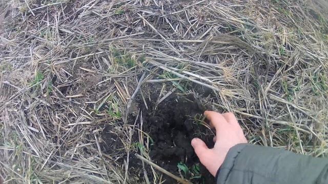 Состояние широкорядных посевов ячменя (сеялка СЗС-2.1) смотреть онлайн