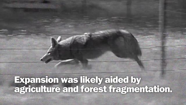 How Coyotes Conquered the Continent смотреть онлайн