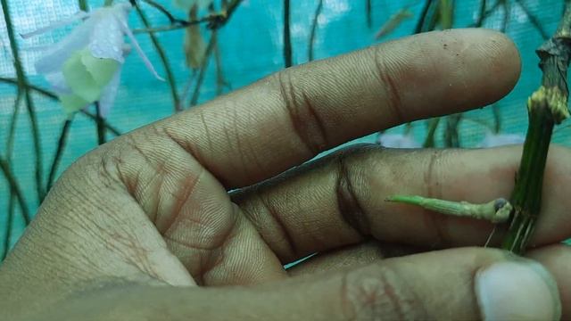 how to propagate Dendrobium aphyllum orchid?? смотреть онлайн