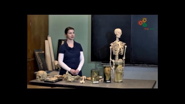 2 Строение суставов человека смотреть онлайн