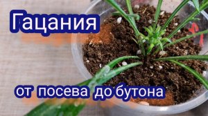 Гацания .От посева до бутона