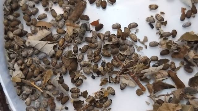 Medauroidea extradentata hatching смотреть онлайн
