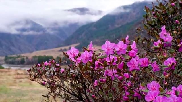 "Виновата весна" поёт Марина Зорина сл. и муз. Риты Ельцовой, видео Надежды Хайловой смотреть онлайн