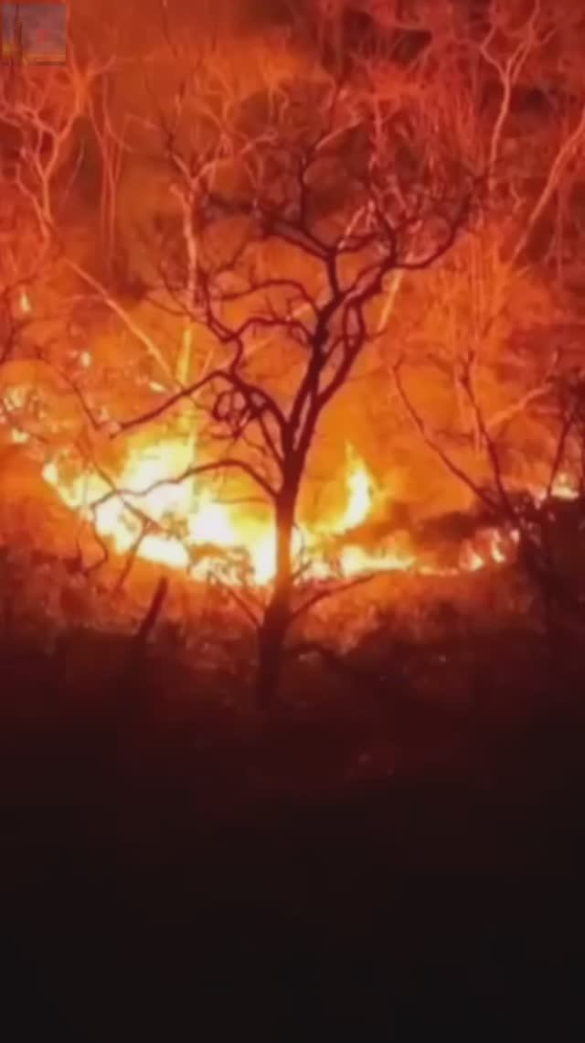 В Южной Корее масштабные лесные пожары🔥 смотреть онлайн