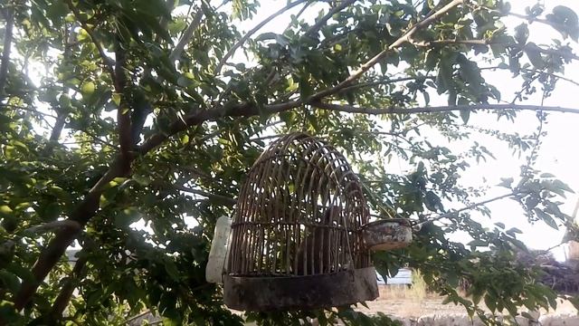 Кеклики Мастак Амирбек новый(3)