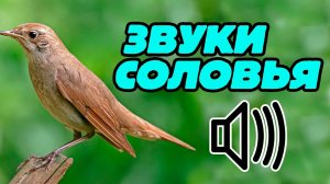 Пение соловья. Звуки птиц. Релакс