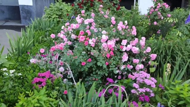 Цветы у дома #цветы смотреть онлайн