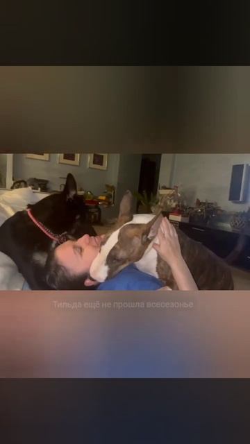 Собака должна уехать домой, а не из приюта: привет из дома смотреть онлайн