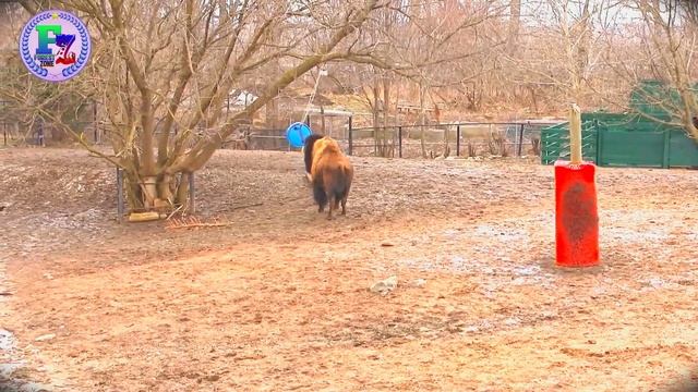 🦬Bison Dangerous animal | Forest Zone смотреть онлайн