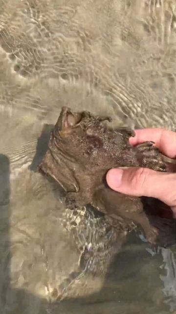 МОРСКОЙ ЧЁРТ #shorts смотреть онлайн