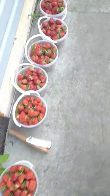 ягода клубника сбор 5 смотреть онлайн