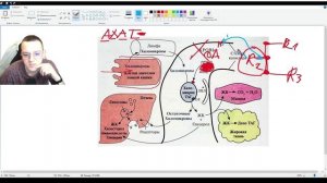 От Липопротеинов до атеросклероза!!!