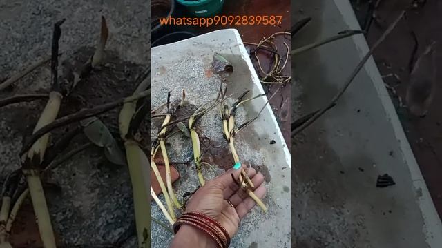 50Rs 100 Rs Lotus tuber sale #lotustubers #gardening #lotus #flower #trending #viral #video смотреть онлайн