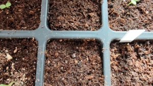 Всхожесть скабиозы при правильном посеве. #SHORTS