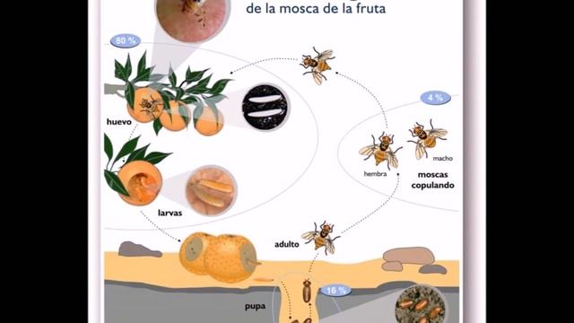 REPRUDUCCION EN PLANTAS Y ANIMALES -- ESTID PRODUCTIONS смотреть онлайн