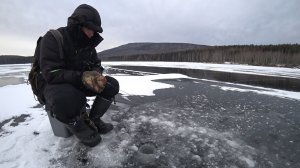 МАТЁРЫЙ ОКУНЬ НА ЧЕРТА!  ПЕРВЫЙ ЛЁД РЫБАЛКА НА БЕЗМОТЫЛКУ