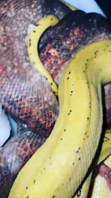 Королевский питон #shorts #snakes смотреть онлайн